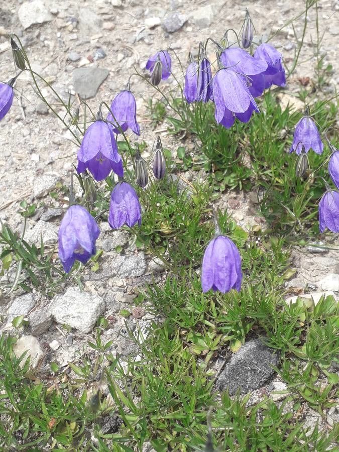 Campanula bertolae habit