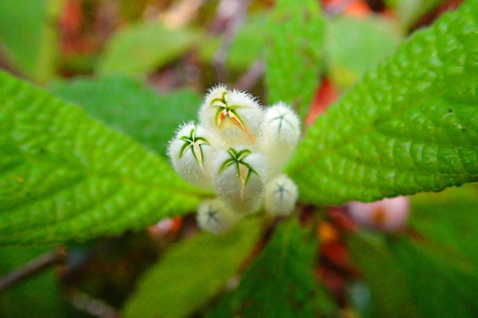 Psychotria fuscopilosa — houseplant care guide