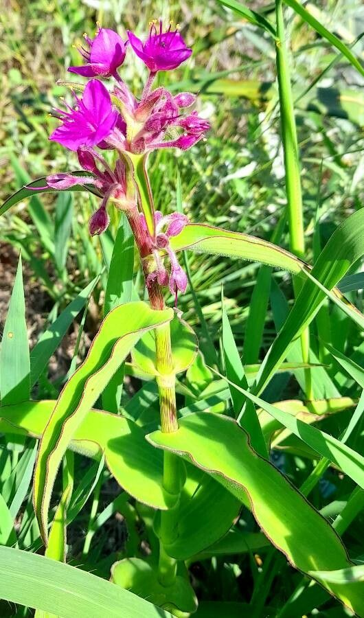 Tradescantia ambigua habit