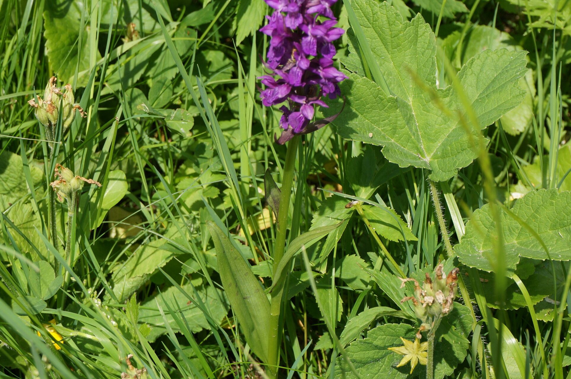 Dactylorhiza purpurella habit
