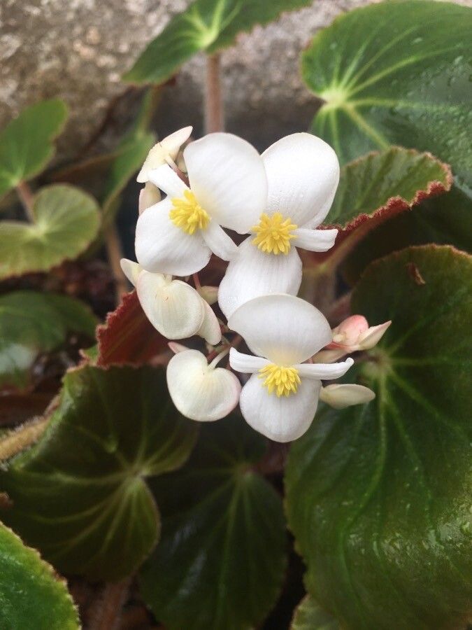 Begonia acida flower