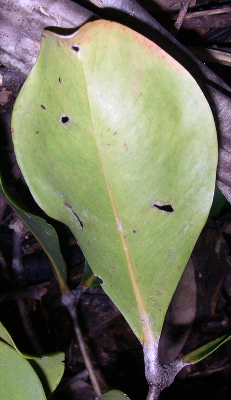 Syzygium nitens — houseplant care guide