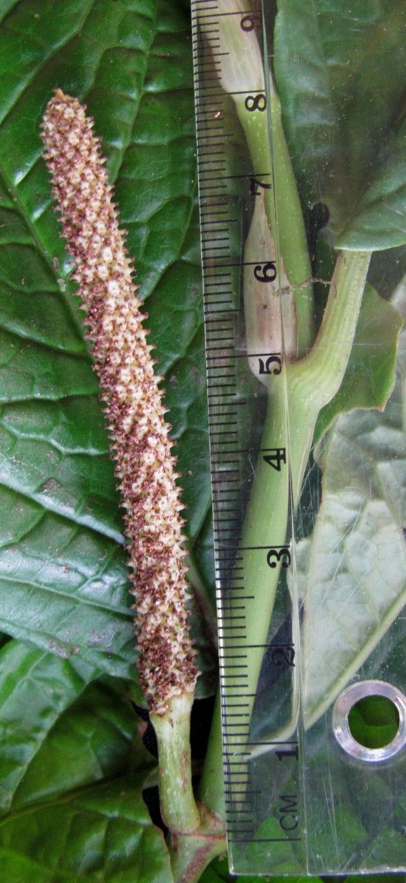 Piper epigynium fruit