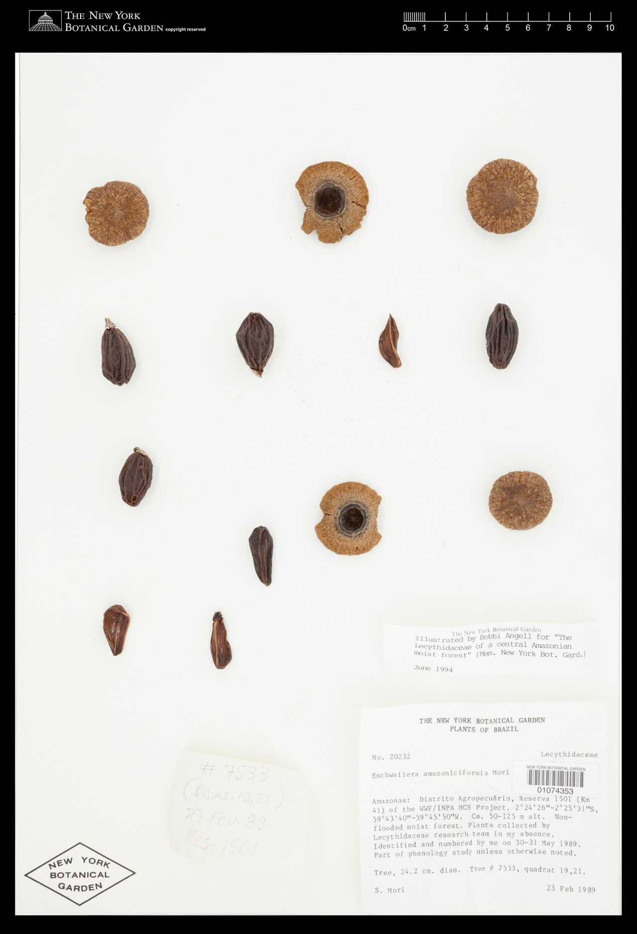 Eschweilera amazoniciformis flower