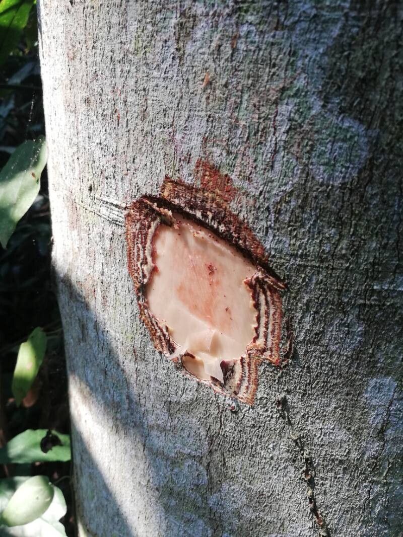 Celtis adolfi-friderici bark