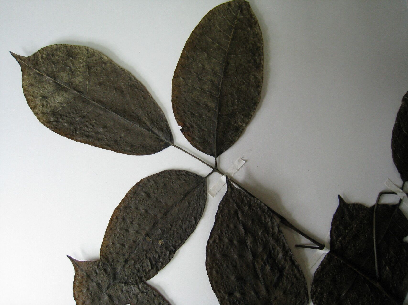 Astronium ulei — related species from the same genus