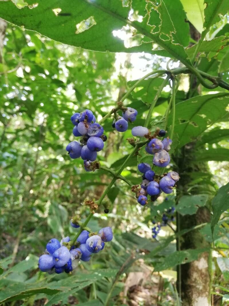 Psychotria cyanococca fruit