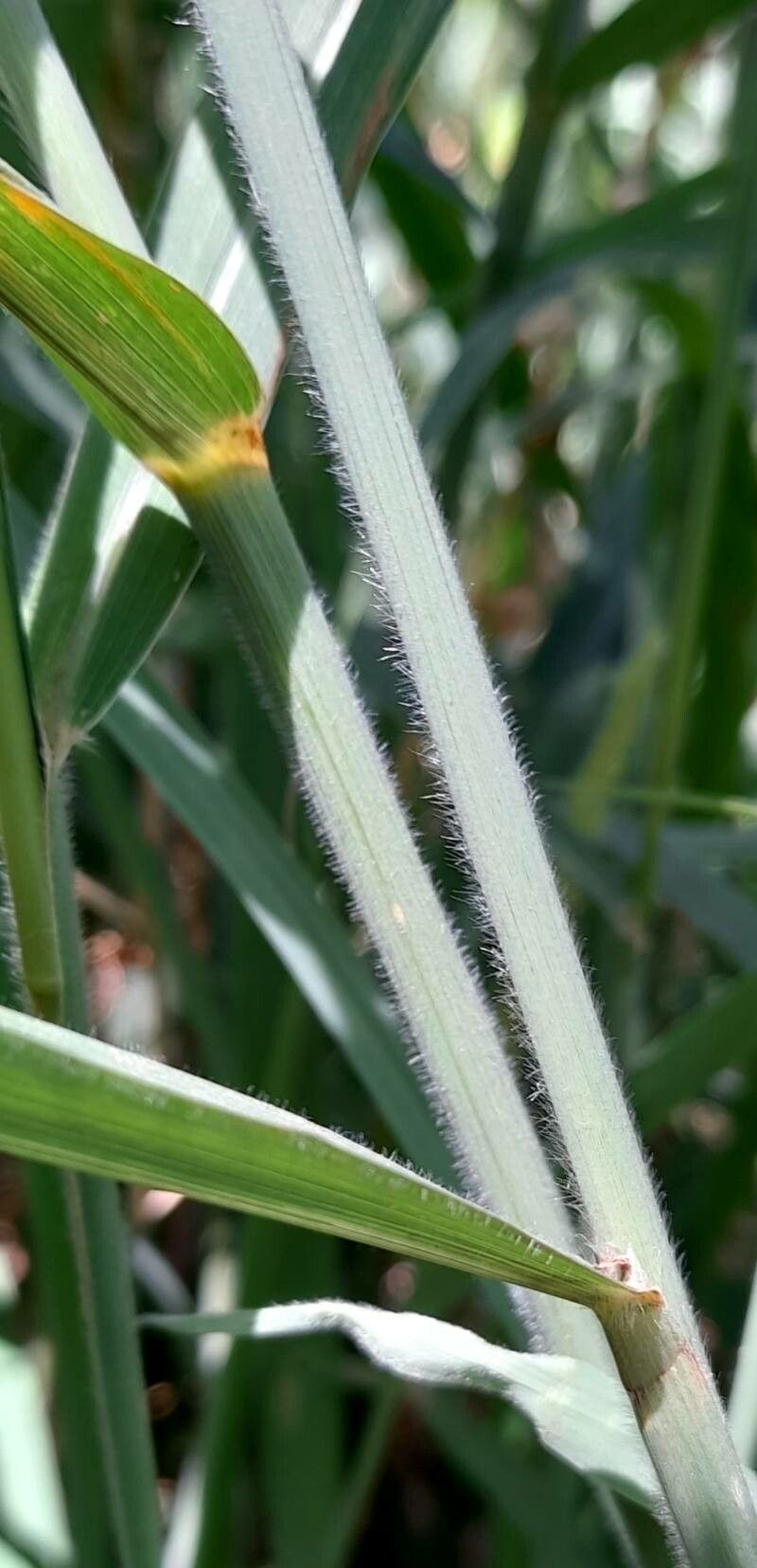 Setaria lachnea bark