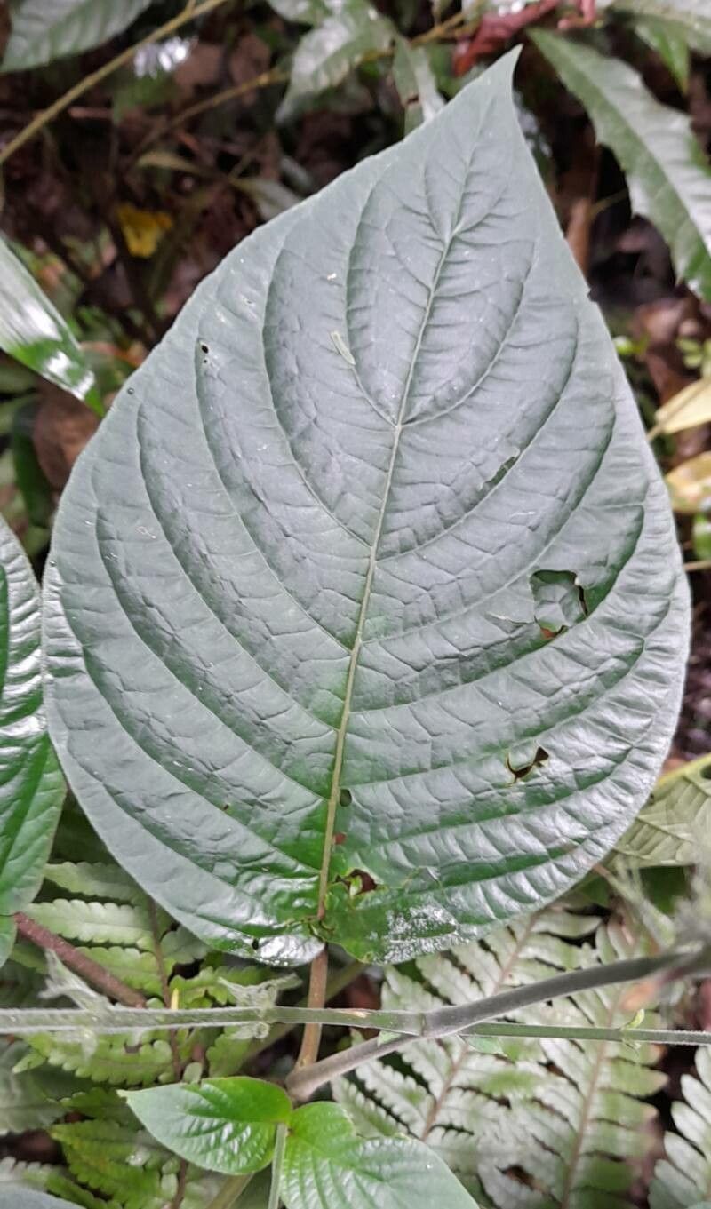 Pachystachys dubiosa — related species from the same genus