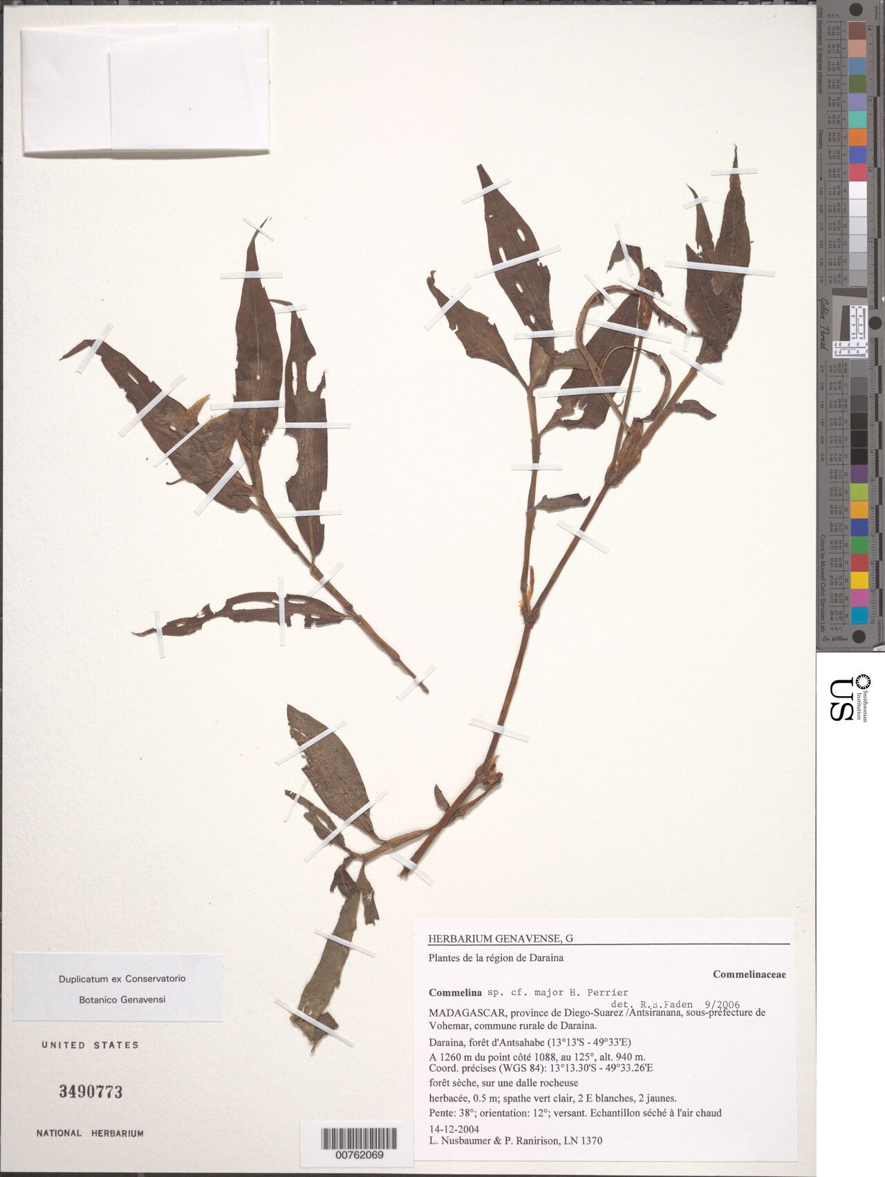 Commelina major — search result for 'Commelina'