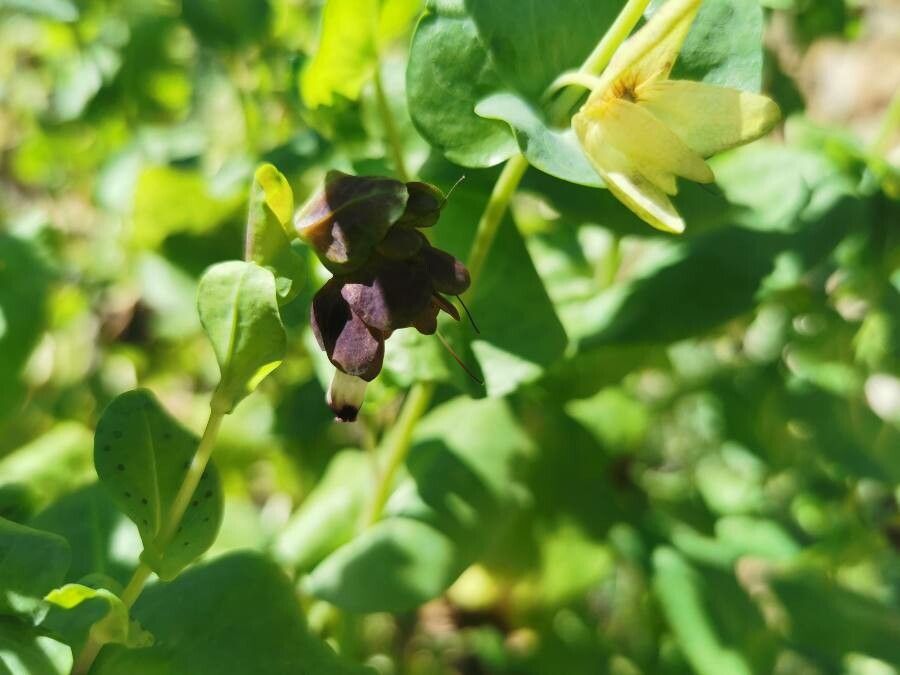 Cerinthe major fruit