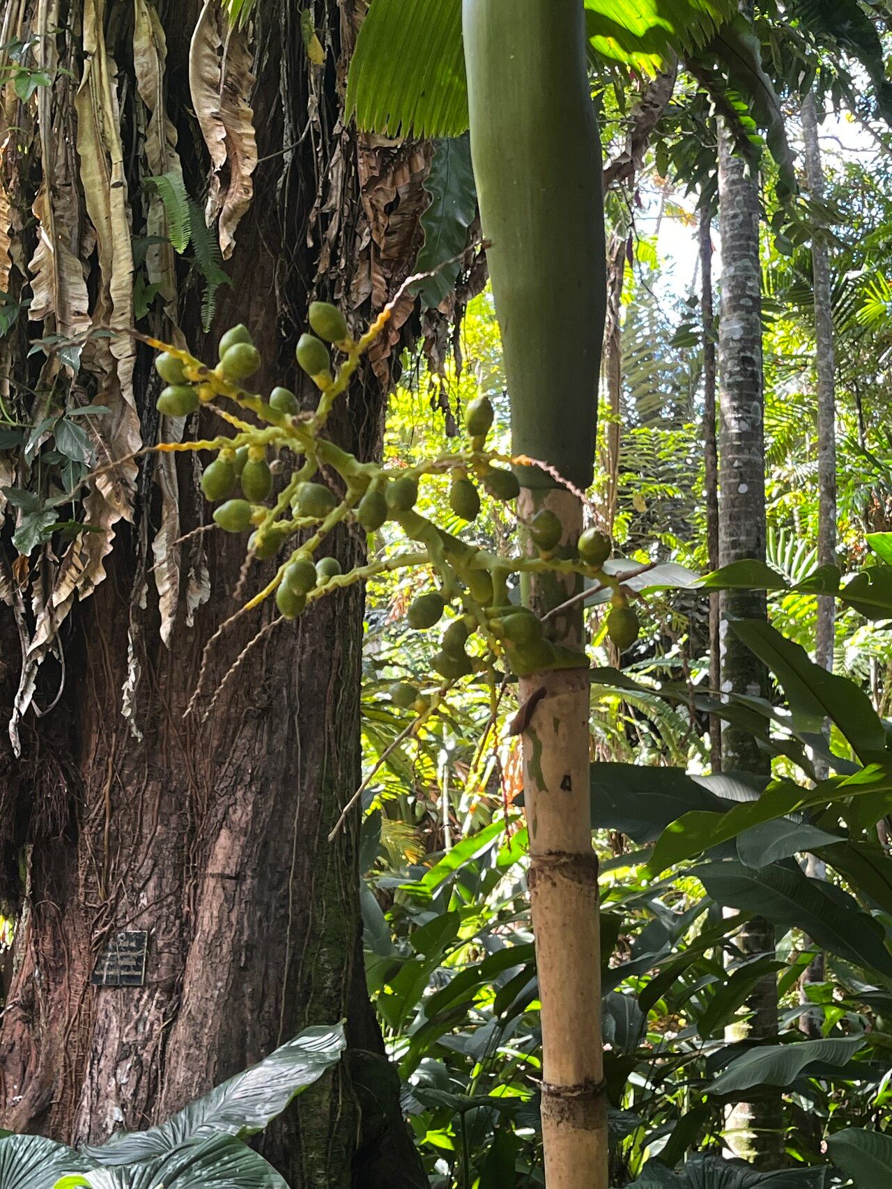 Areca novohibernica fruit