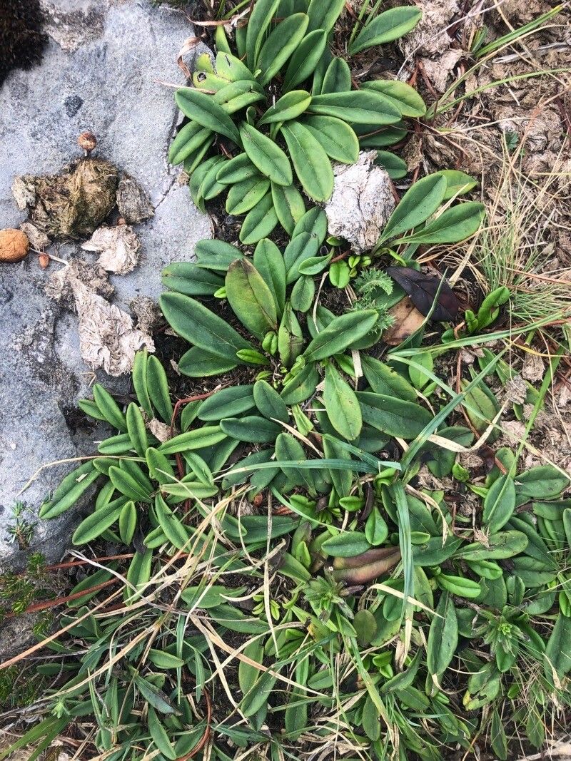 Globularia nudicaulis — search result for 'Plantaginaceae'