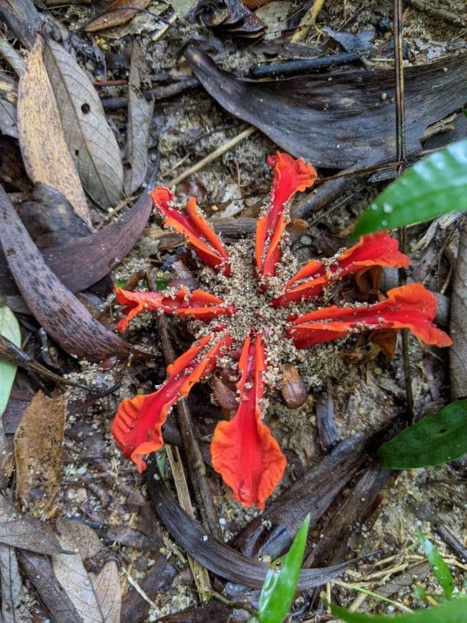 Etlingera araneosa flower