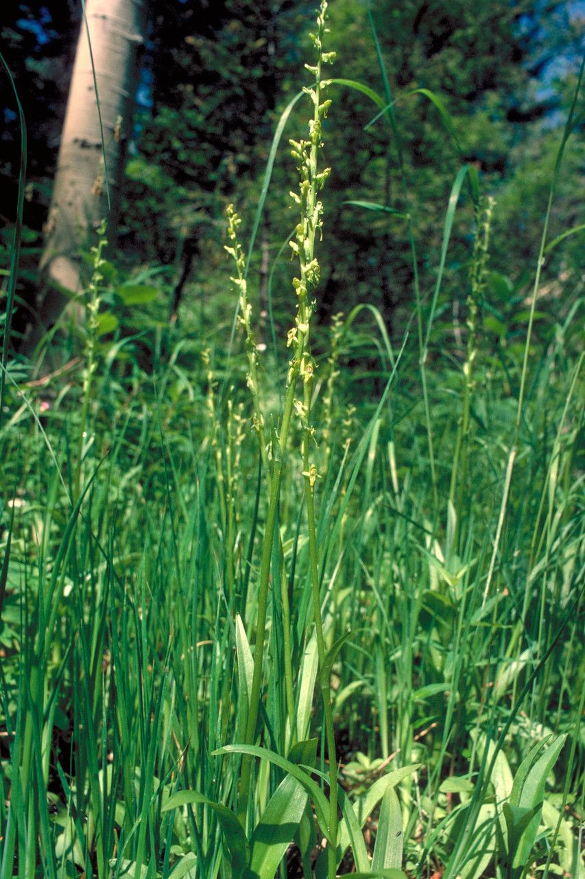 Platanthera aquilonis habit