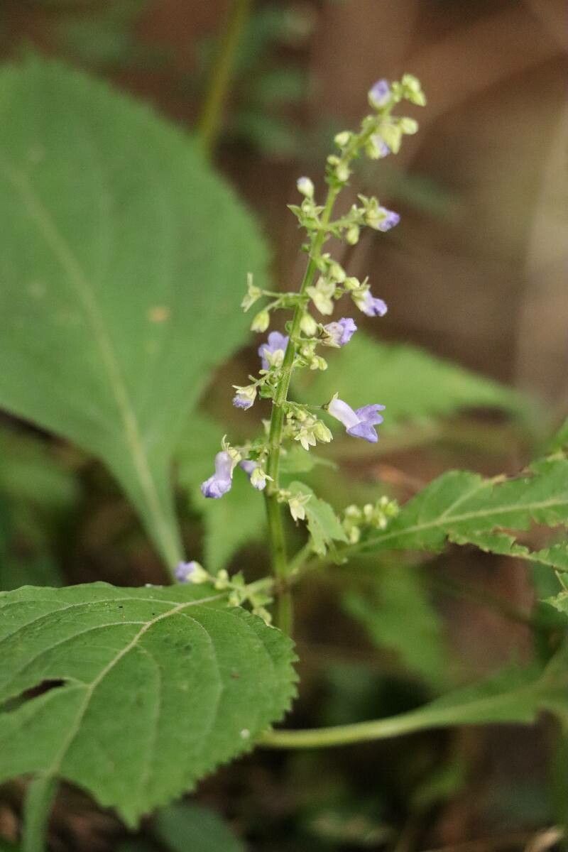 Mosla scabra — related species from the same genus