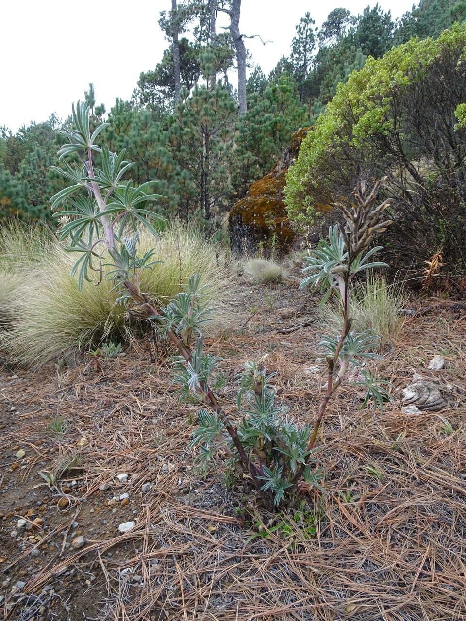 Lupinus montanus habit
