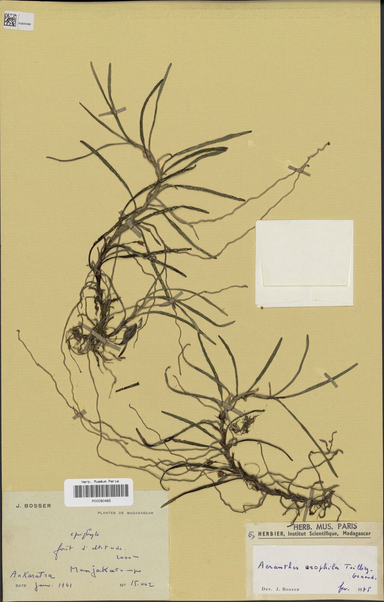 Aeranthes orophila — houseplant care guide