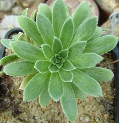 Aeonium × barbatum — search result for 'Aeonium'