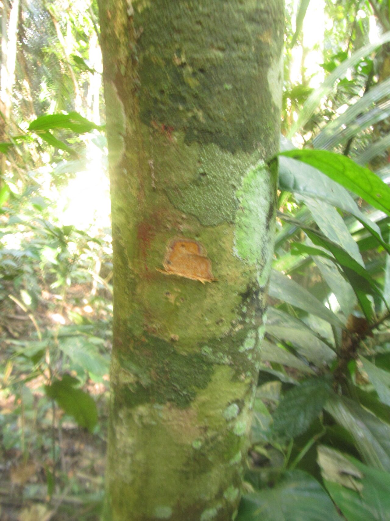 Drypetes cinnabarina bark