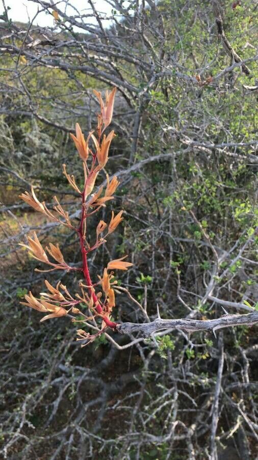 Rhamnus crocea flower