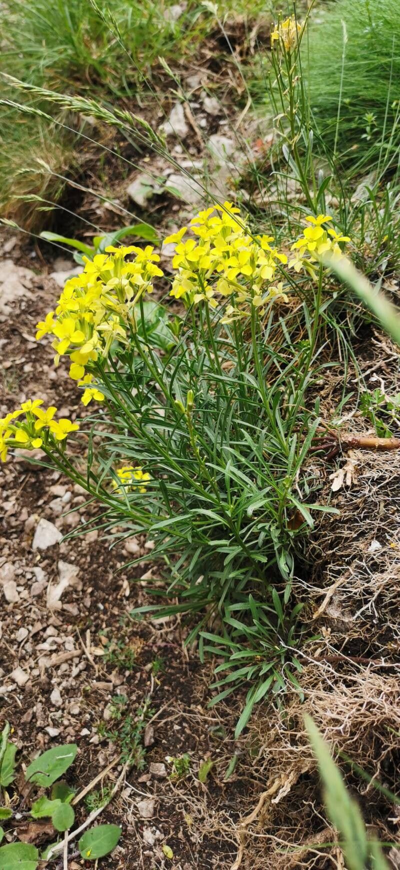 Erysimum seipkae leaf