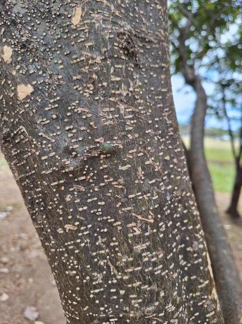 Erythrostemon exostemma bark