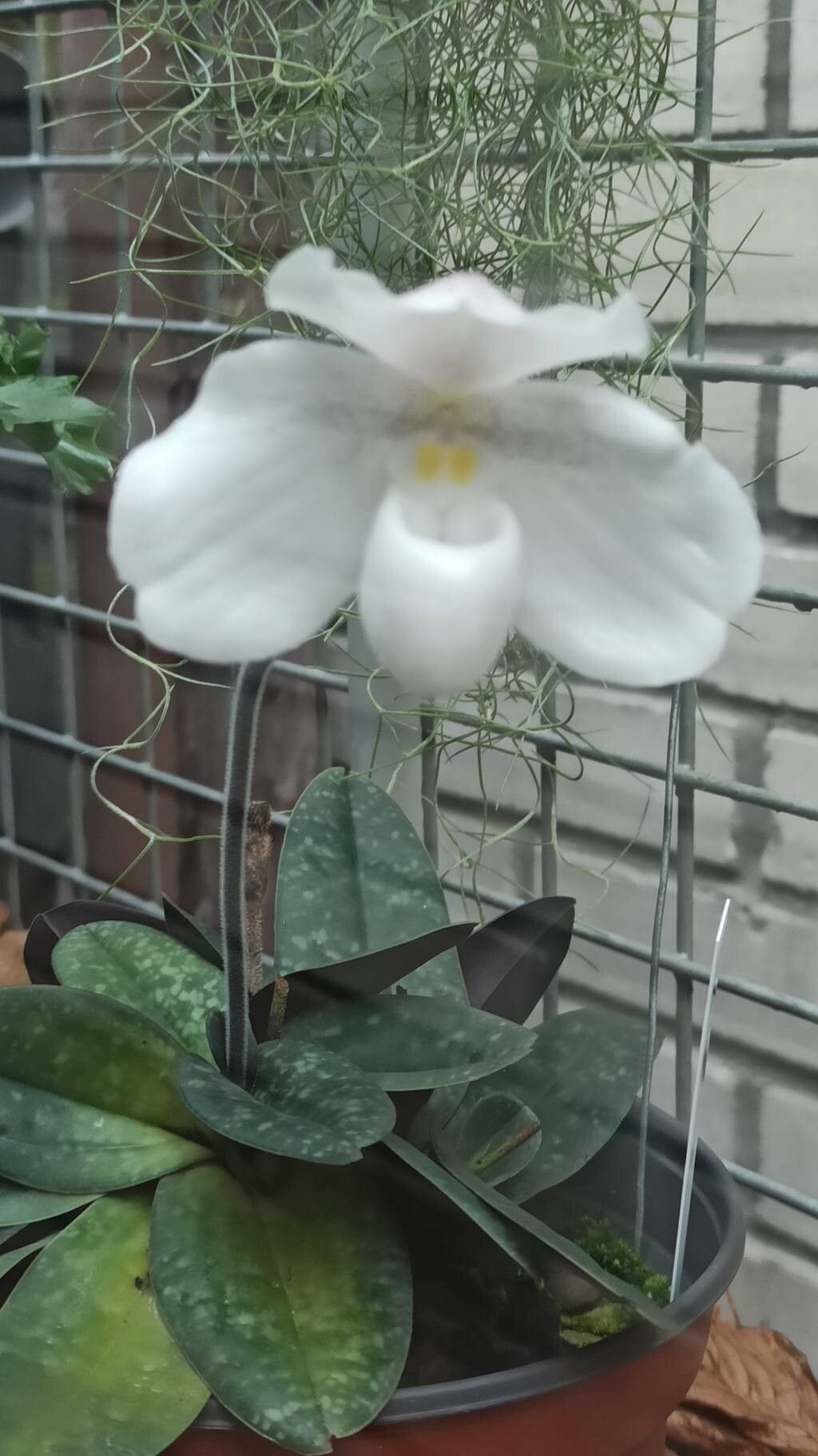 Paphiopedilum niveum — search result for 'Paphiopedilum'