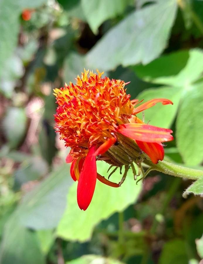 Pseudogynoxys benthamii flower
