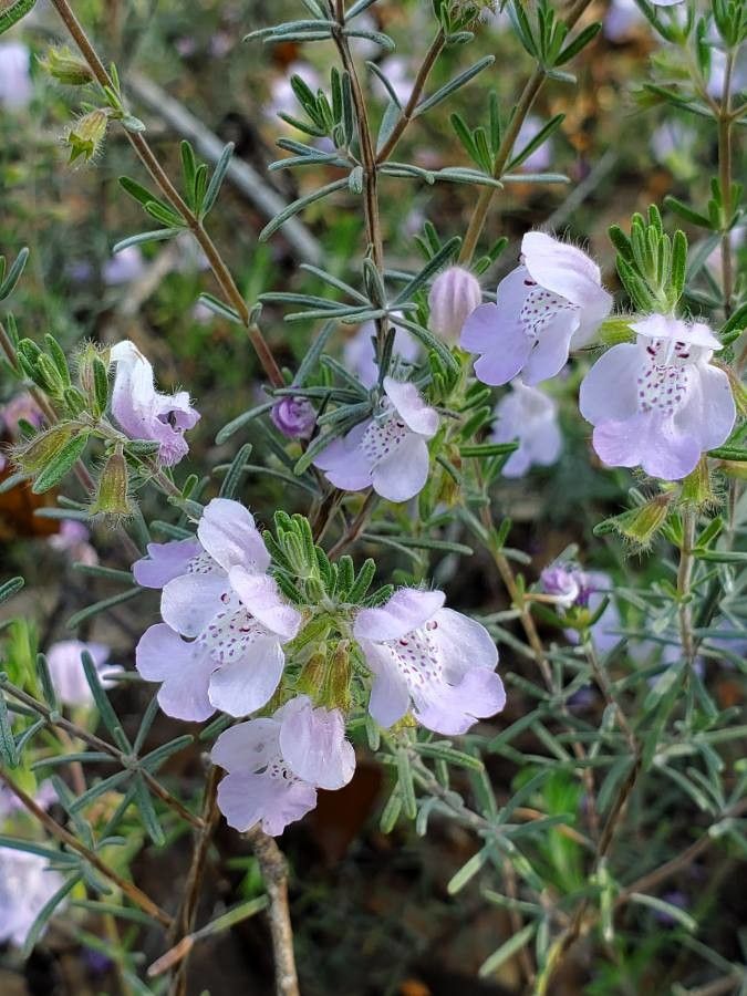 Conradina canescens fruit