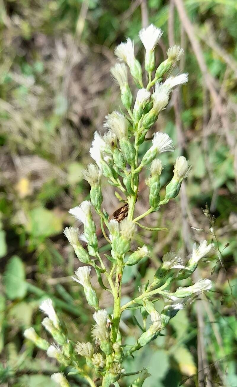 Baccharis coridifolia flower