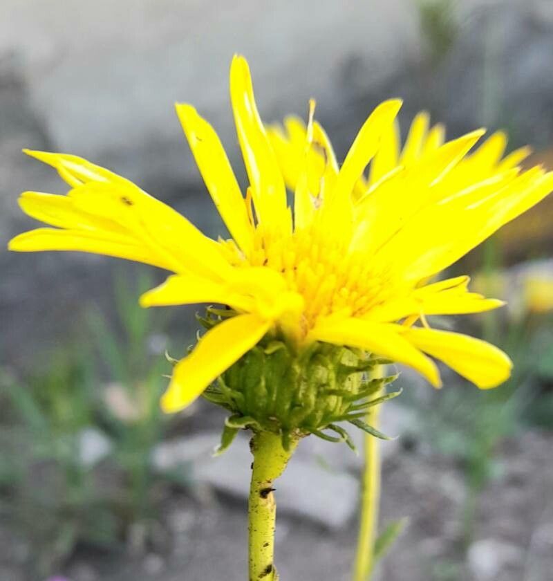 Grindelia ventanensis flower