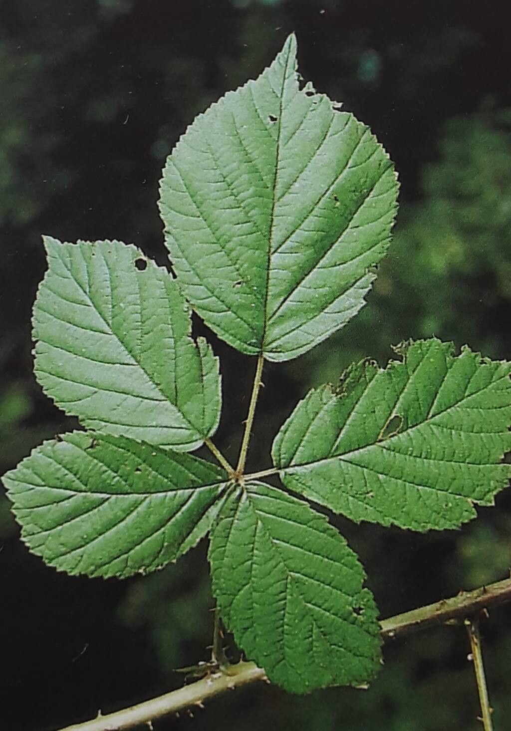 Rubus walsemannii — houseplant care guide