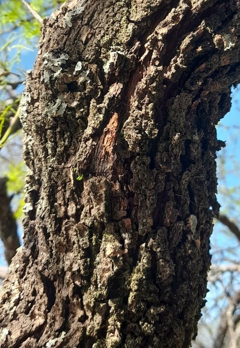 Prosopis caldenia bark