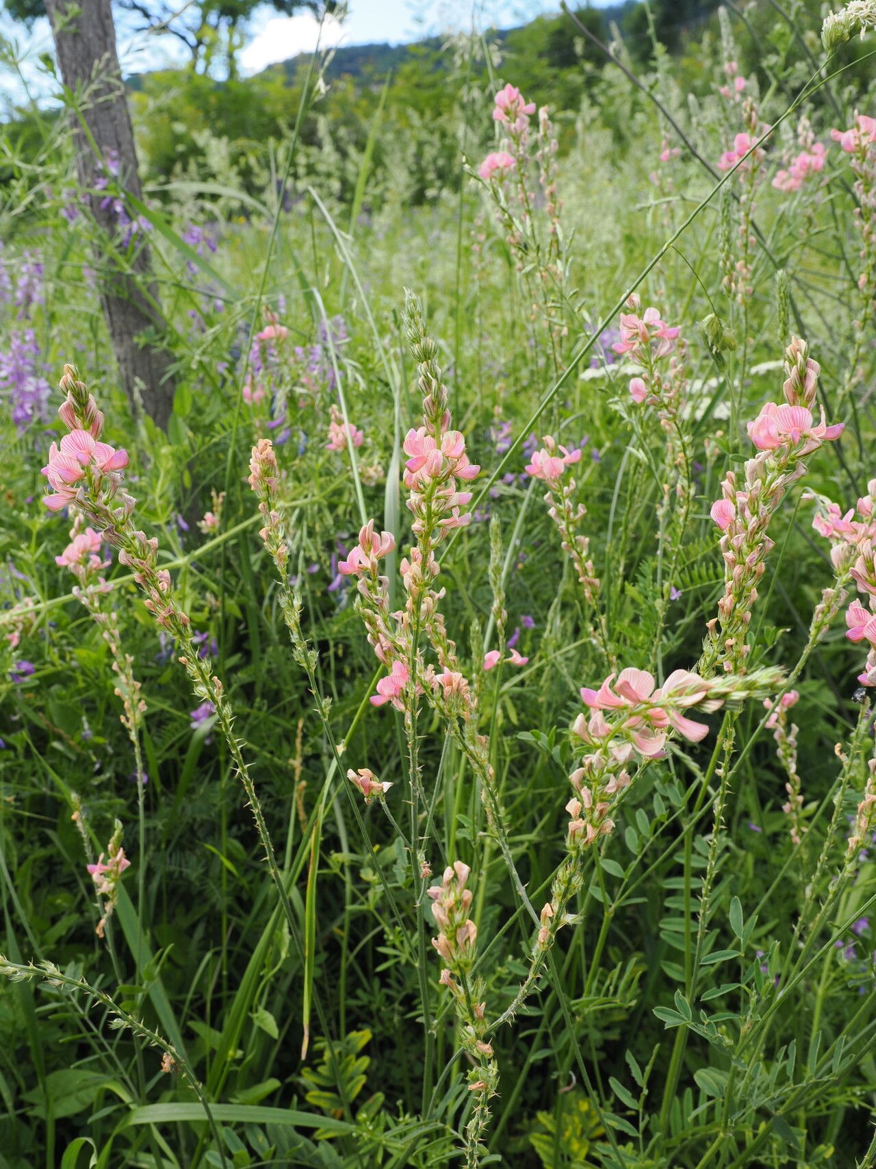 Onobrychis transcaucasica habit
