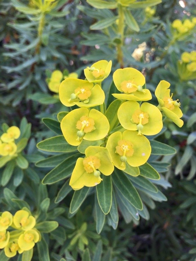 Euphorbia dendroides flower