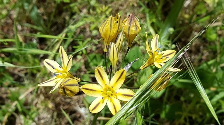 Triteleia hendersonii flower