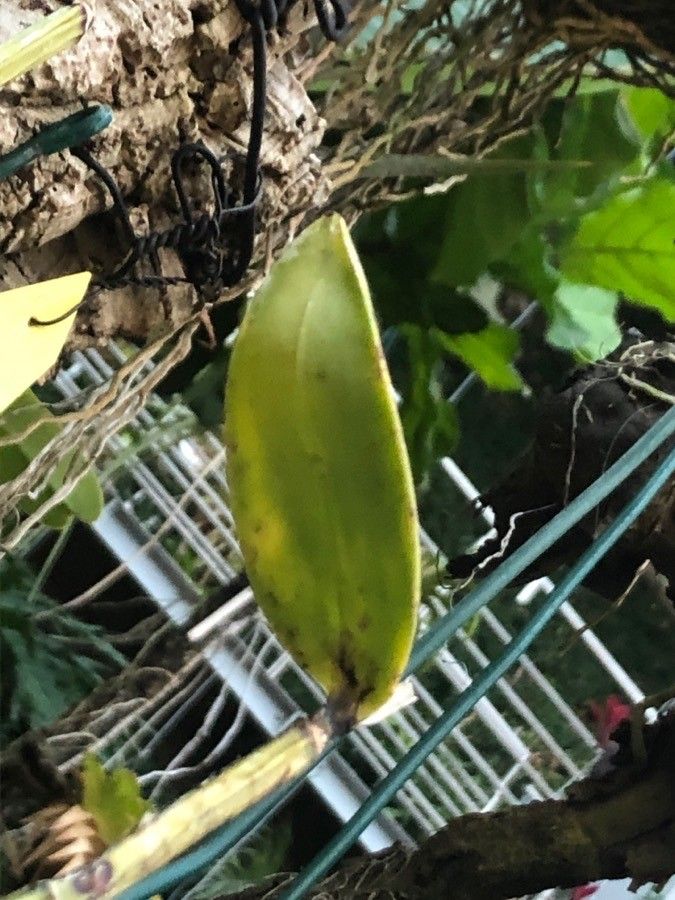 Cattleya loddigesii — search result for 'Cattleya'