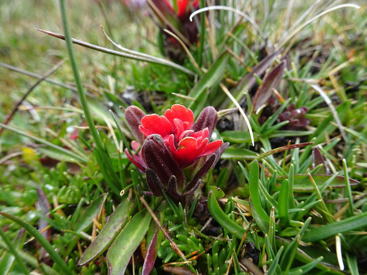 Castilleja pumila habit