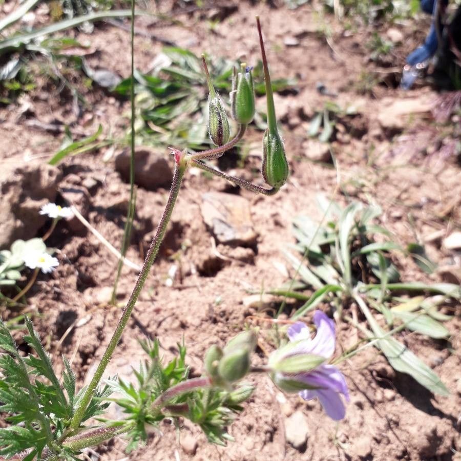 Erodium botrys fruit