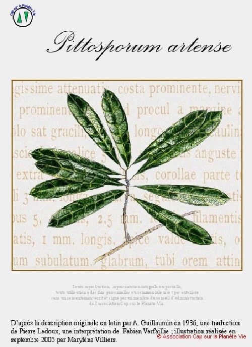 Pittosporum artense other