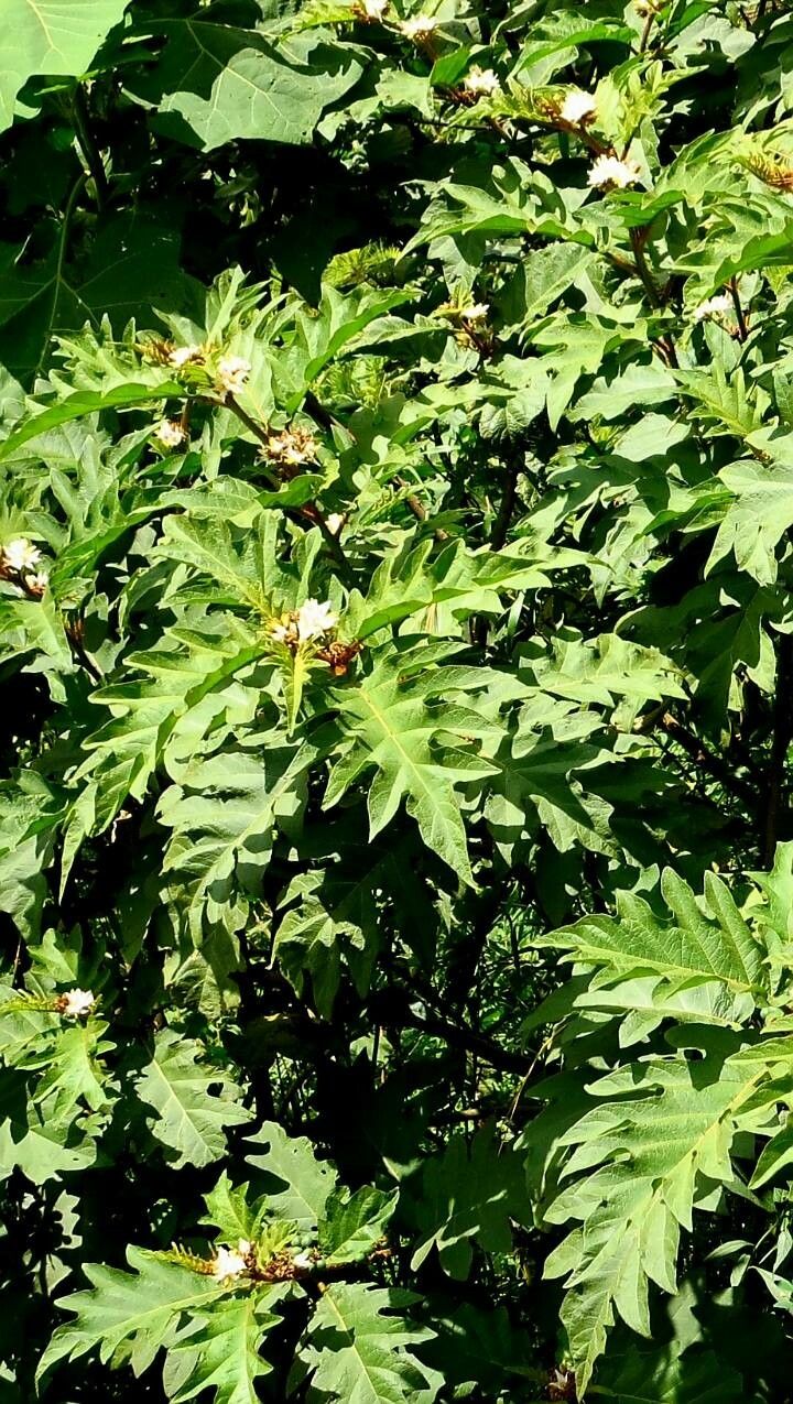 Solanum chrysotrichum flower