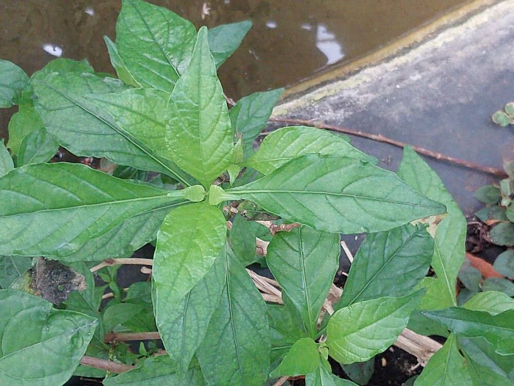 Ruttya ovata — related species from the same genus