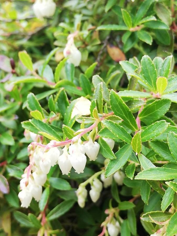 Gaultheria pyroloides — search result for 'Gaultheria'