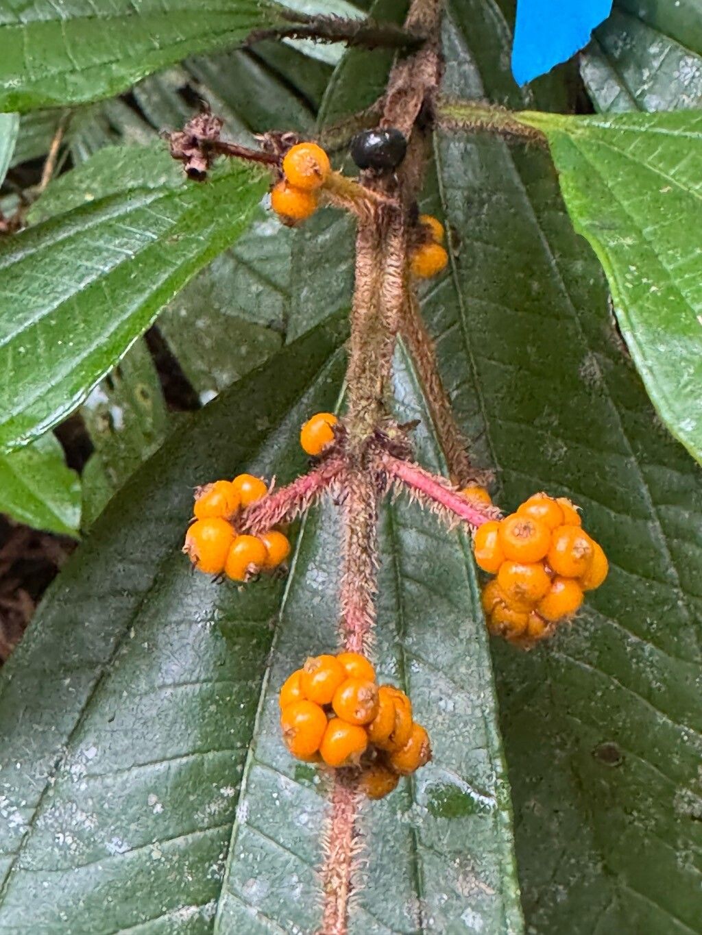 Miconia matthaei fruit
