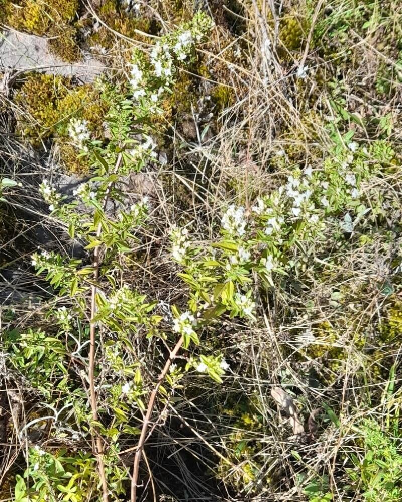 Clinopodium bolivianum habit