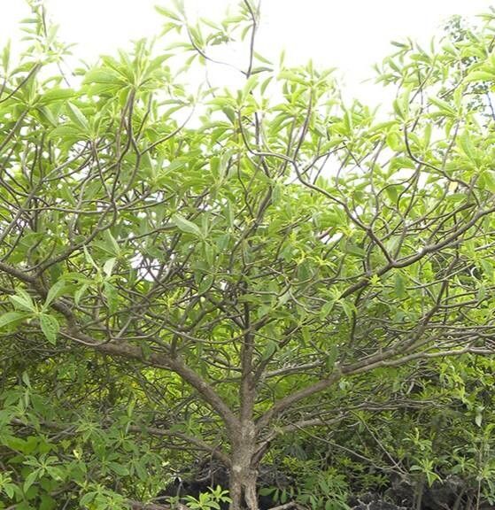 Euphorbia aprica habit