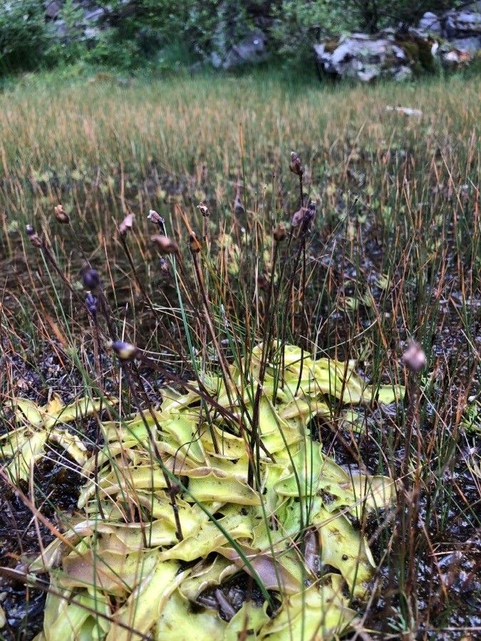 Pinguicula grandiflora fruit