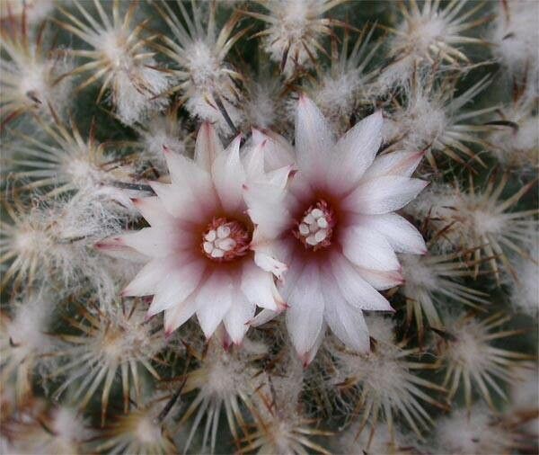 Turbinicarpus saueri flower
