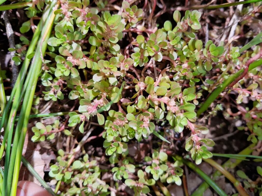 Lythrum portula flower